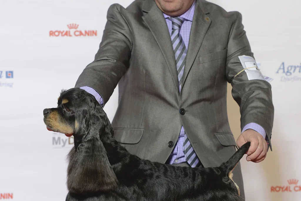 AMERICAN COCKER SPANIEL - FCI Group 8