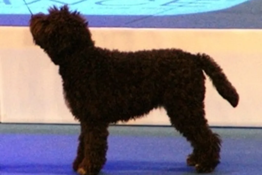ROMAGNA WATER DOG - FCI Group 8
