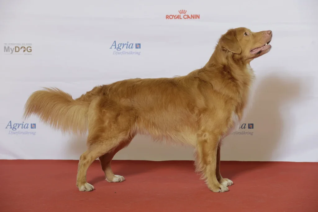 NOVA SCOTIA DUCK TOLLING RETRIEVER - FCI Group 8