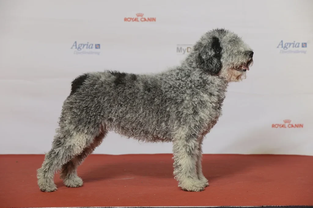 SPANISH WATER DOG - FCI Group 8