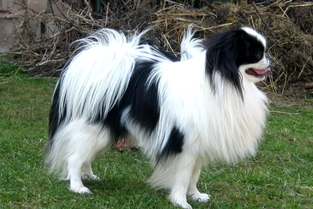 JAPANESE CHIN - FCI Group 9