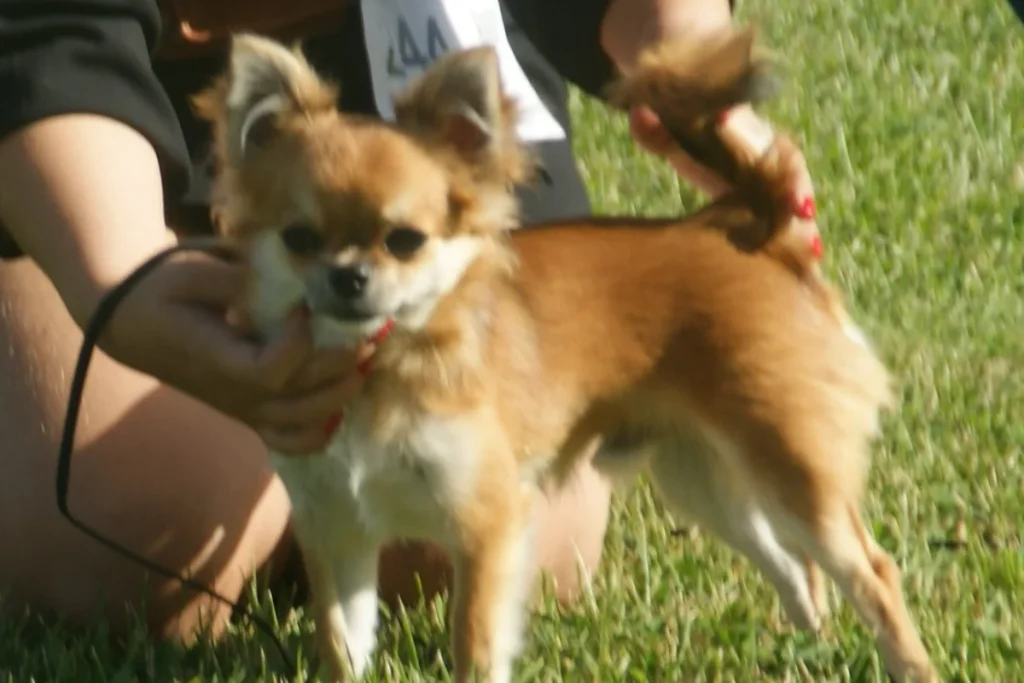 CHIHUAHUA - FCI Group 9