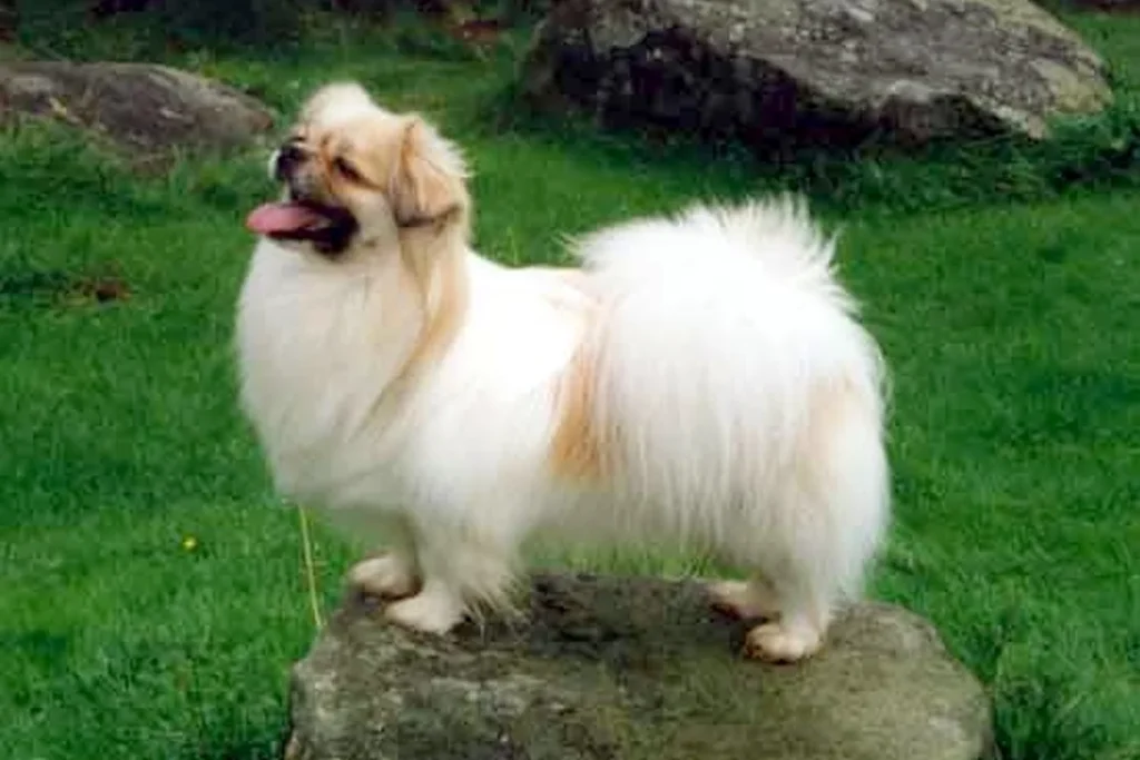 TIBETAN SPANIEL - FCI Group 9