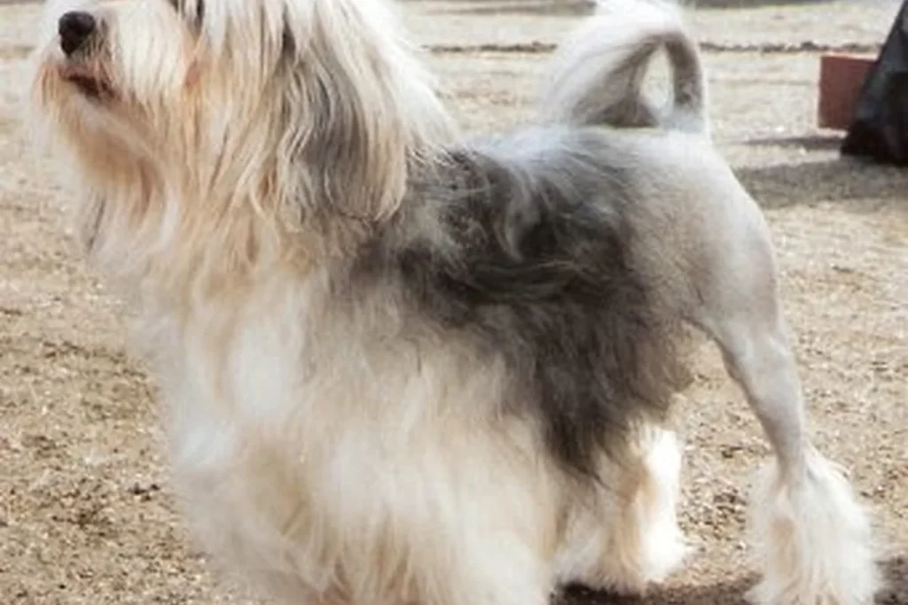 LITTLE LION DOG - FCI Group 9