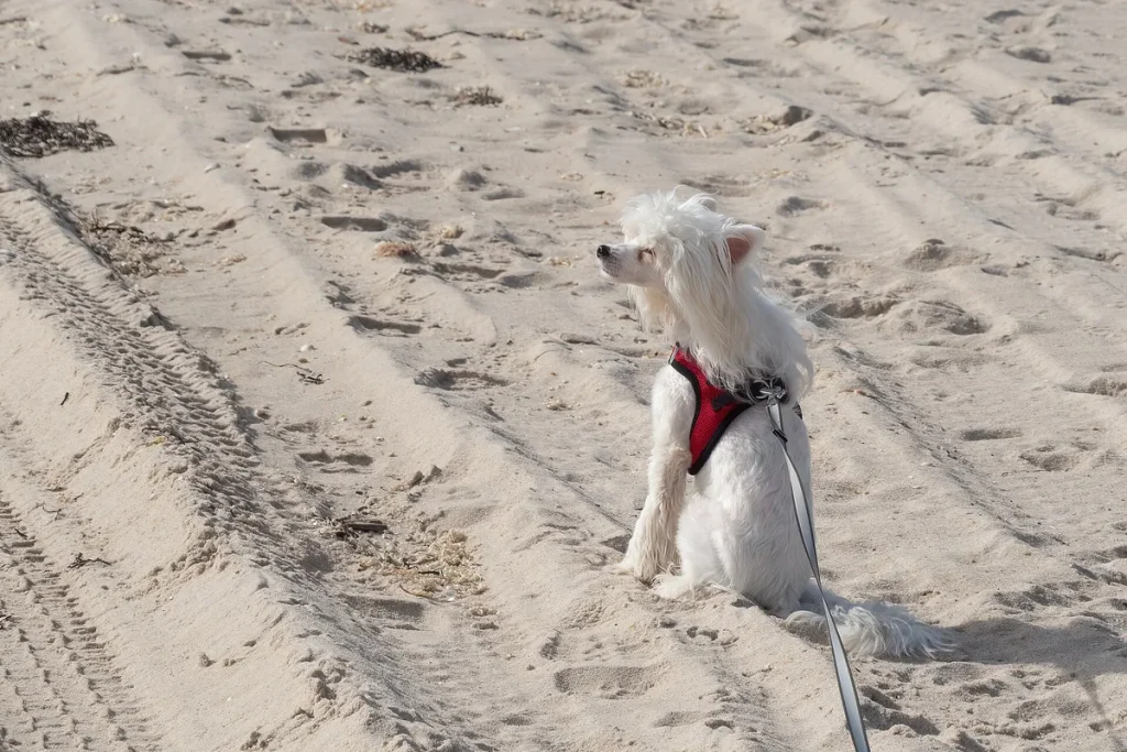 CHINESE CRESTED DOG - FCI Group 9