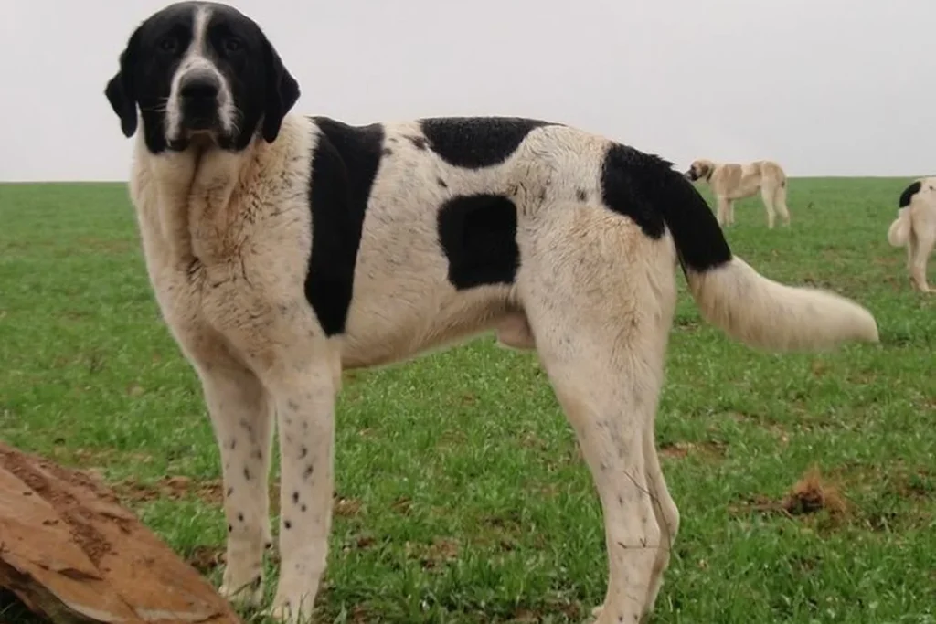 TRANSMONTANO MASTIFF