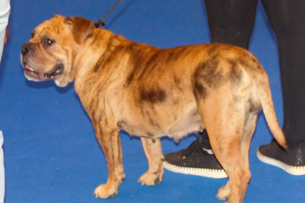 CONTINENTAL BULLDOG